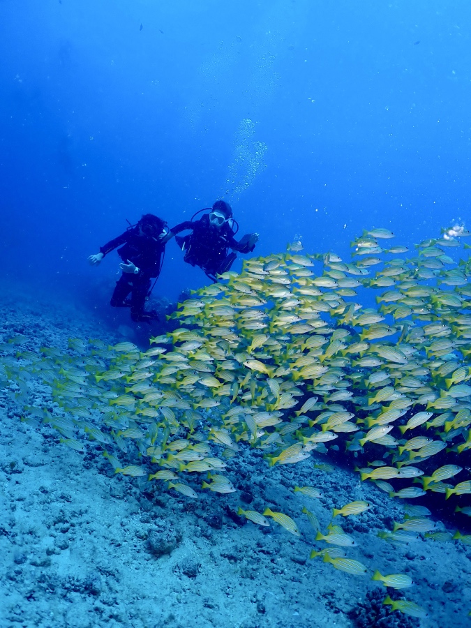 ハワイの海でヨスジフエダイの巨大な群れと一緒に泳ぐ親子の体験ダイバー
