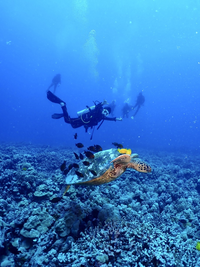 ハワイの海で大きなウミガメのすぐ上を優雅に泳ぐ13歳の体験ダイバー