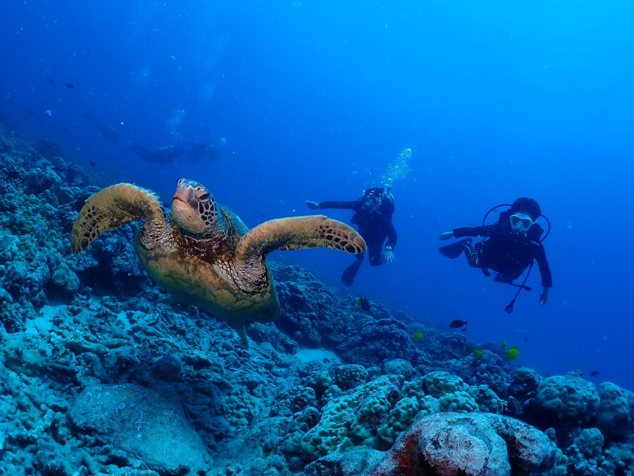 ハワイの海で大きなウミガメのすぐ上を優雅に泳ぐ13歳の体験ダイバー