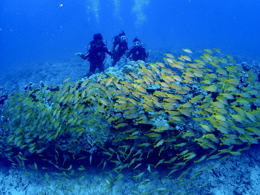 ハワイの海でヨスジフエダイの巨大な群れと一緒に泳ぐご家族3名のダイバー