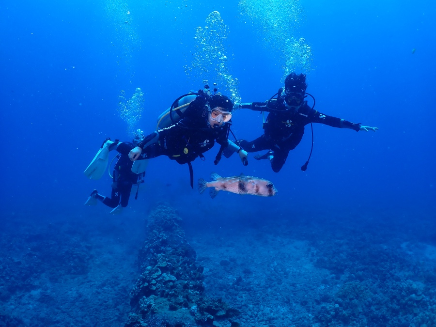 ハワイの海でお茶目なネズミフグと一緒に優雅に泳ぐダイバー3人