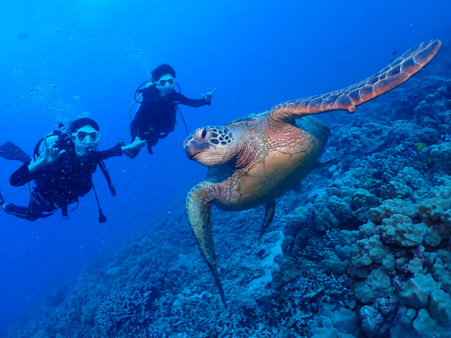 ハワイの綺麗な青い海をウミガメとともに優雅に泳ぐファンダイバー