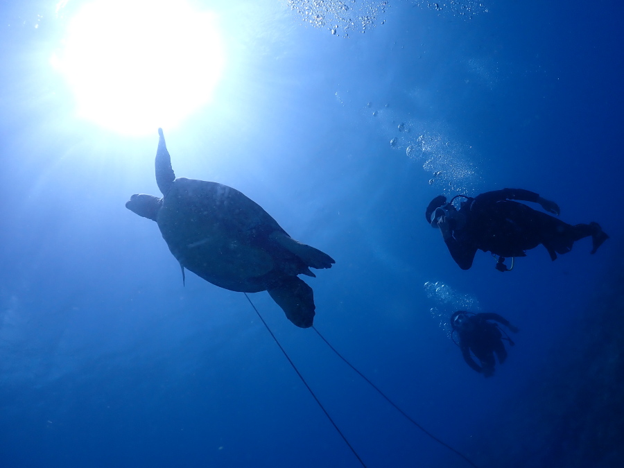 ハワイの澄み切った青い海で太陽光を背にウミガメとともに泳ぐ体験ダイバー