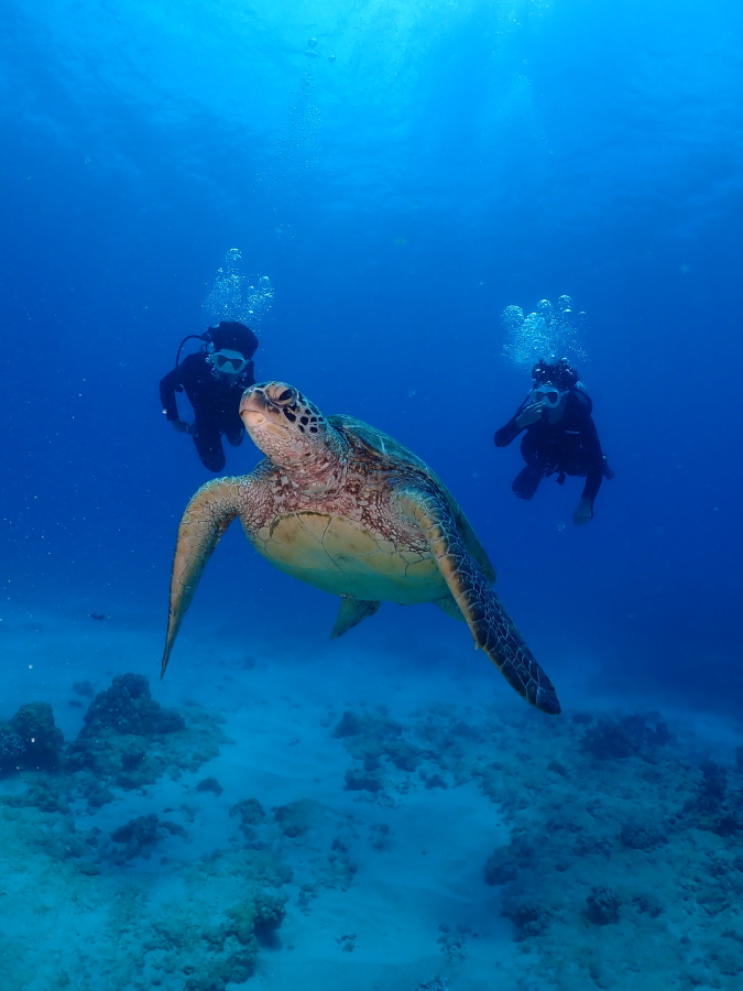 ハワイの海でカメラに向かって堂々と泳ぐウミガメと後ろで見守る親子の体験ダイバー