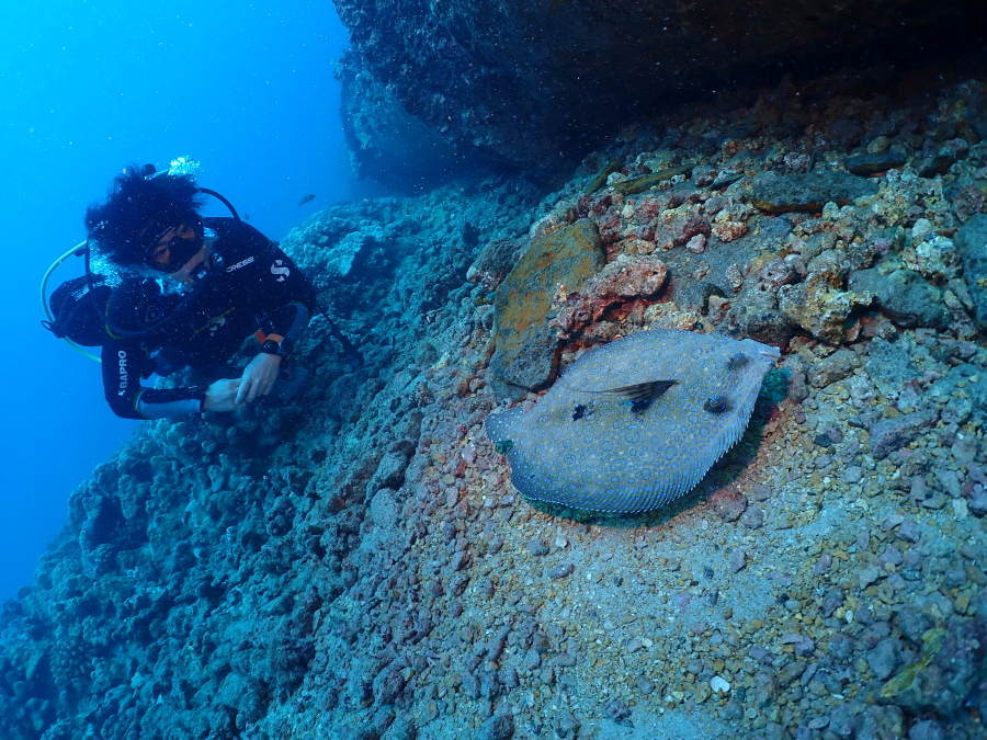 ハワイのアラモアナ沖の海底で巨大なモンダルマガレイと並びその大きさを比較するダイバー