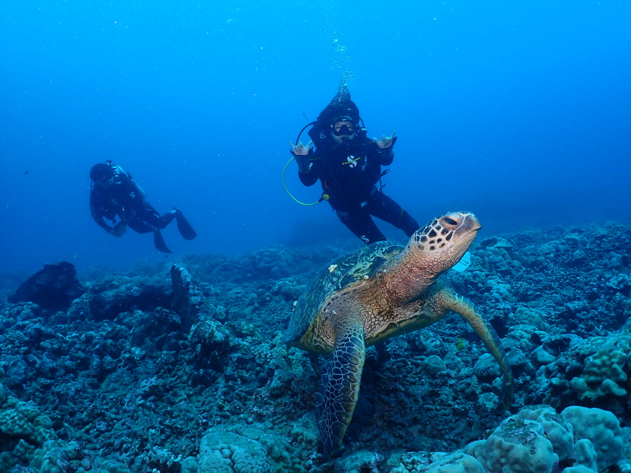 ハワイのアラモアナ沖でウミガメと一緒に泳ぎながらシャカサインをするダイバー