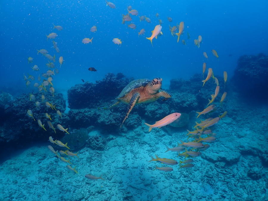 ハワイのクリアな海でウミガメを中心に魚たちが輪を描くように泳ぐ幻想的な水中写真
