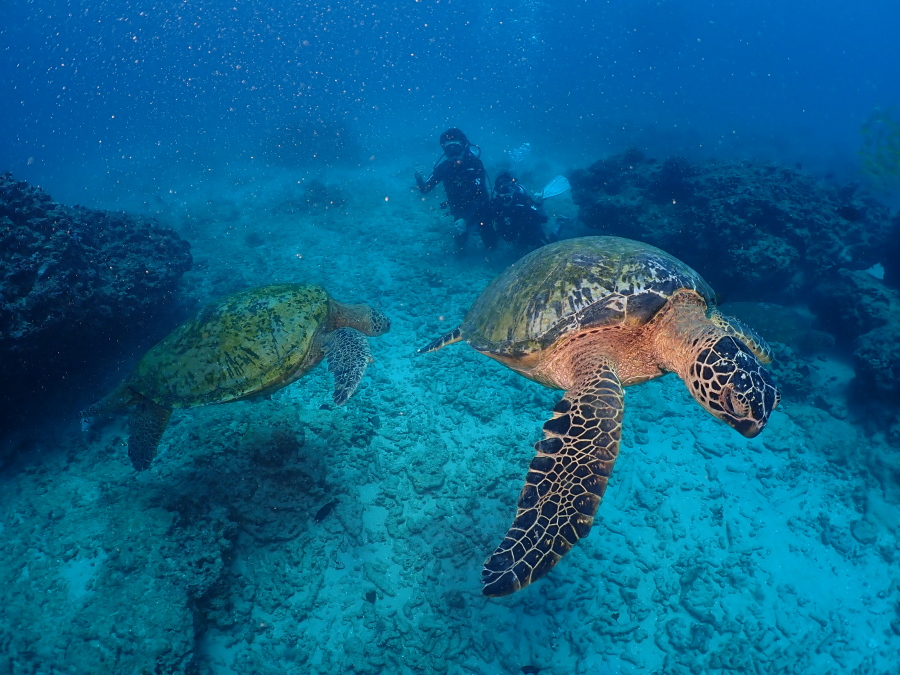 ハワイの海で2匹並んで泳ぐ大きなウミガメと奥で見守るダイバー