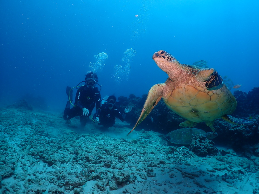 ハワイの海底で大きなウミガメのすぐ後ろを気持ちよさそうに泳ぐダイバー