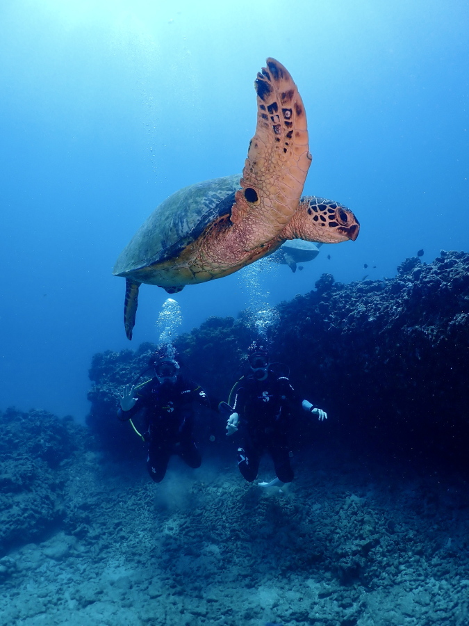 ハワイの海でダイバーの頭上を羽ばたくように泳ぐ大きなウミガメ