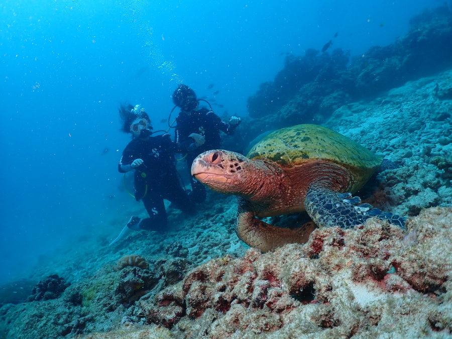 ハワイの海底で寛ぐ大きなウミガメのすぐ横で仲良く微笑むハネムーンご夫妻の体験ダイバー