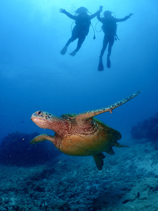 ハワイの海で羽ばたくウミガメの頭上を仲良く手をつないで浮遊するハネムーンカップルの絶景カット