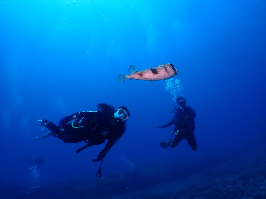 ハワイのクリアな海で大きなフグと一緒に中性浮力をとって泳ぐファンダイバー