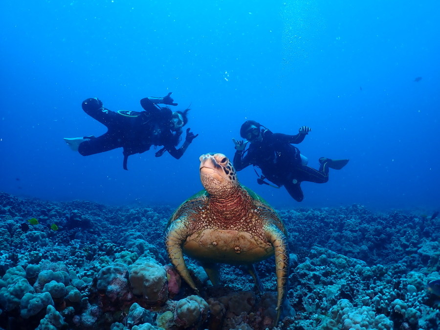 ハワイの海底で寛ぐ大きなウミガメと後ろでポーズを決めるファンダイバー