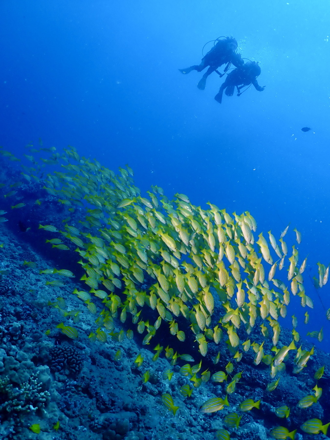 ハワイの海でヨスジフエダイの巨大な群れの上を仲良く泳ぐカップルダイバー