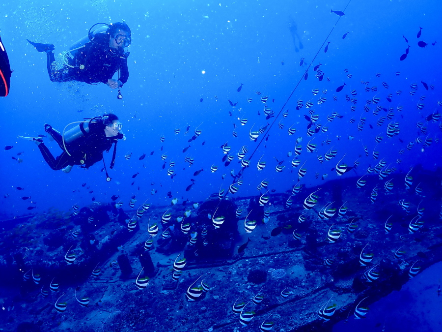 ハワイの沈船シータイガーの上を舞う魚たちと優雅に泳ぐご家族のファンダイバー