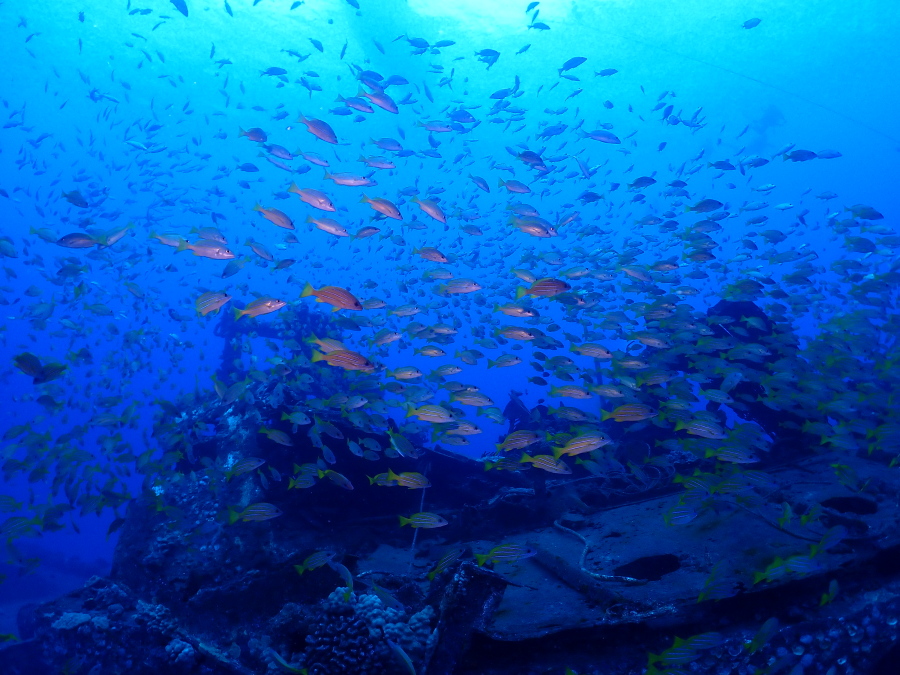 ハワイの沈船シータイガーの甲板を埋め尽くすヨスジフエダイと熱帯魚の巨大な大群