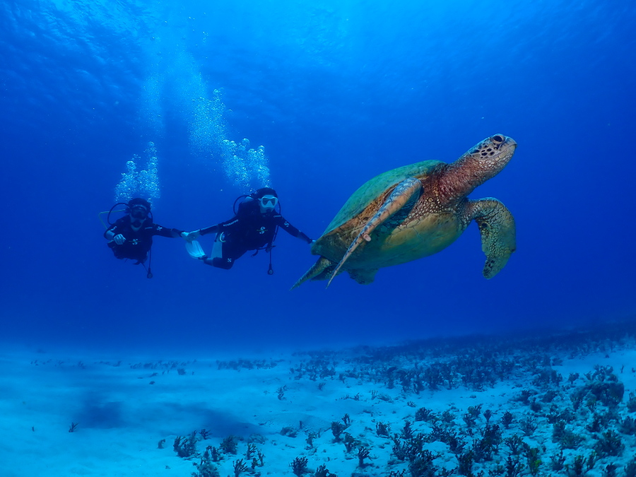 ハワイのクリアな海底で大きなウミガメのすぐ横を手をつないで並走するハネムーンカップル