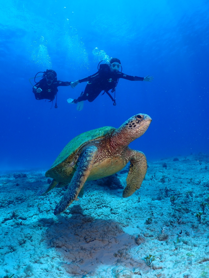 ハワイのクリアな海底で大きなウミガメのすぐ横を手をつないで並走するハネムーンカップル