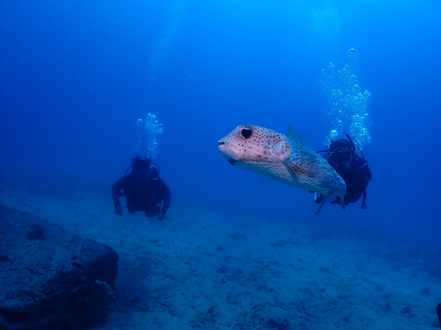 ハワイの水中を優雅に泳ぐ大きなネズミフグと後ろで見守るファンダイバー