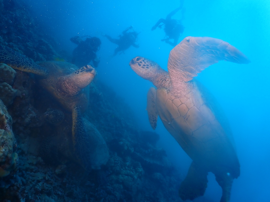ハワイの海でサンゴ礁に佇むウミガメと大きく翼を広げて泳ぎ出すウミガメの2匹