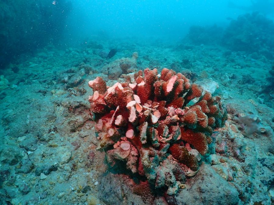 ハリケーンの強いウネリで壊れたハワイの海底のサンゴの様子