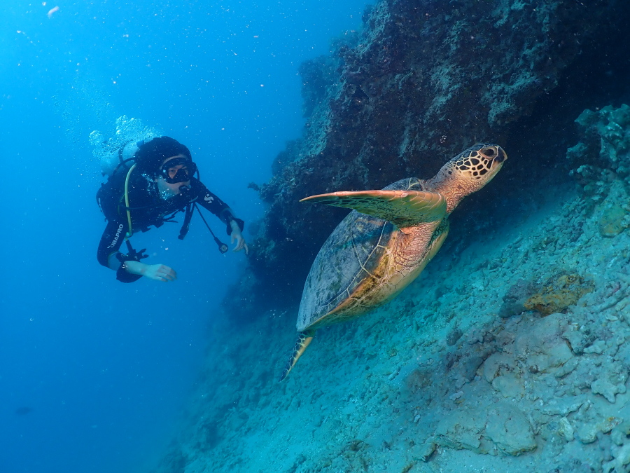 ハワイの透明度の高い海でウミガメのすぐ横を気持ちよさそうに並走する体験ダイバー