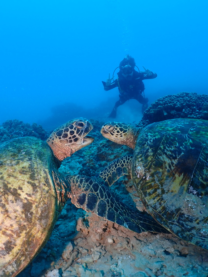 ハワイの海底で2匹並んで顔を寄せるウミガメと後ろでダブルピースを決める体験ダイバー