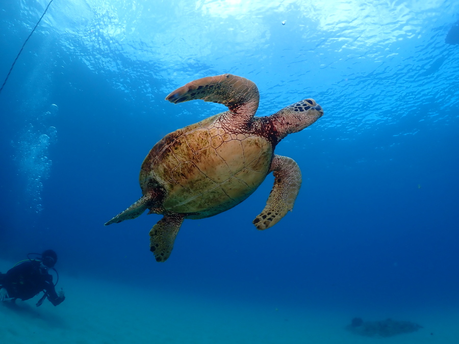 西オアフの澄み切った青い海と綺麗な砂地の上を優雅に泳ぐ大きなウミガメ