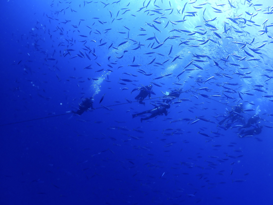 ハワイの海で安全停止中のダイバーたちの頭上を覆い尽くすように泳ぐクサヤモロの巨大な大群