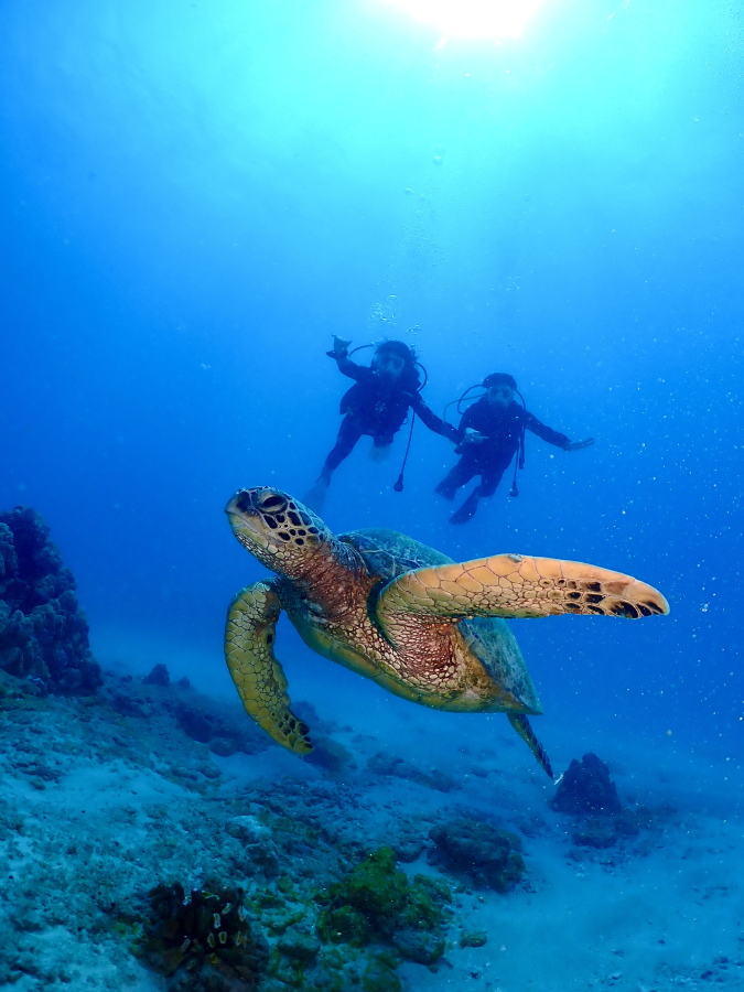 ハワイのクリアな海底で大きなウミガメが泳ぎその上を手をつないで優しく見守りながら泳ぐ新婚カップル