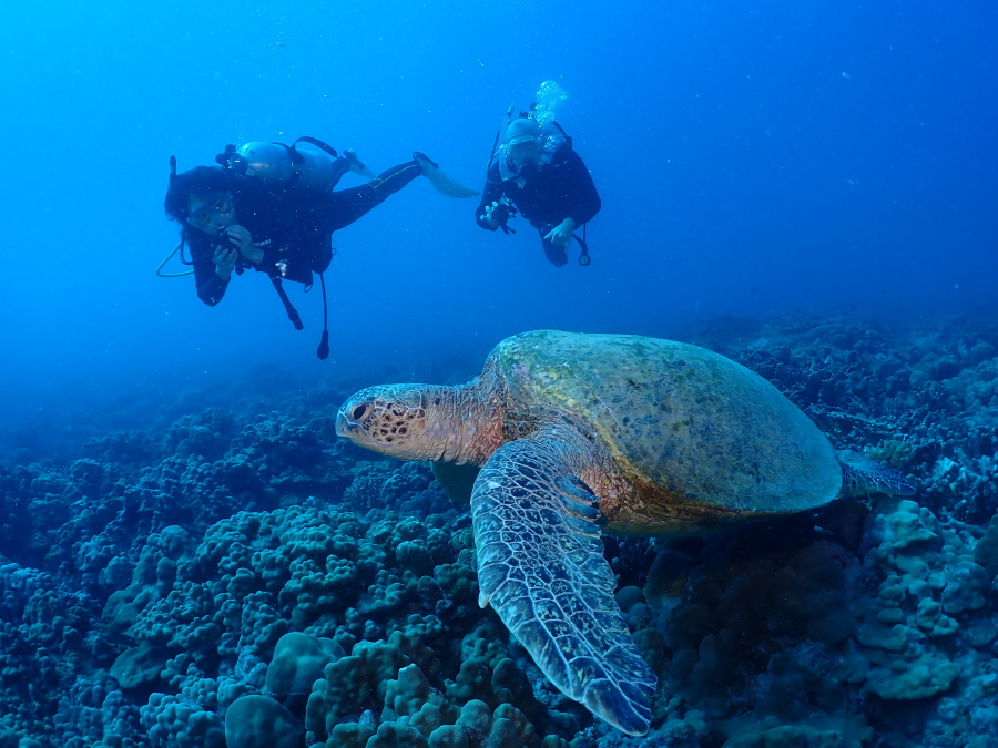 ハワイの海底で大きなウミガメと一緒に泳ぎながら海中散歩を楽しむファンダイバー