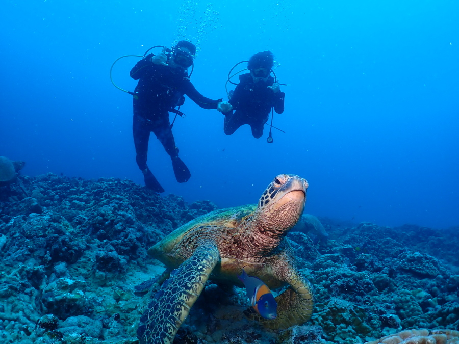 ハワイの海底で寛ぐウミガメの後ろで手をつないでアロハポーズを決めるご家族