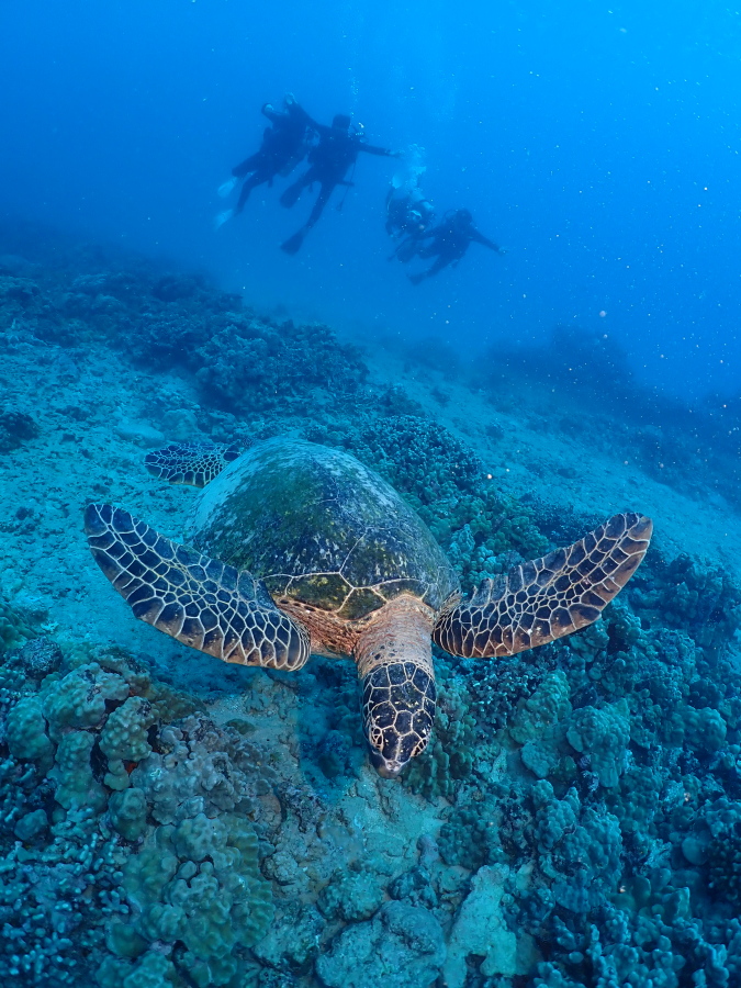 ハワイの海をダイナミックに泳ぐアオウミガメと上空をスイスイと並走する4名の体験ダイバー