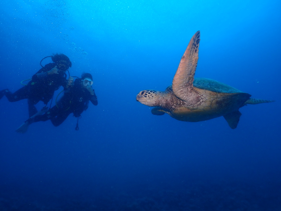 ハワイの青い海を大きなヒレで力強く泳ぐウミガメとすぐ後ろを並走する新婚カップル